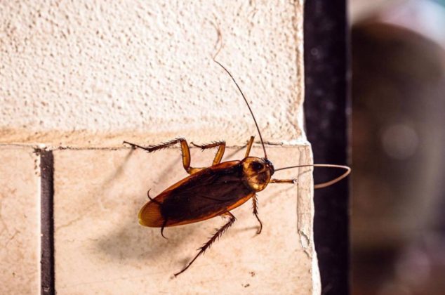 Por esta razón debes preocuparte si ves cucarachas en la pared de tu casa