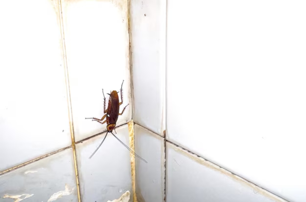 cucarachas en la pared
