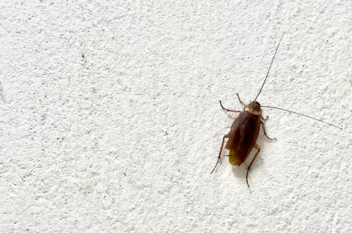 preocuparte si ves cucarachas en la pared