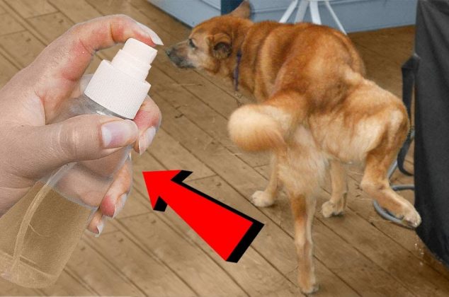 Truco secreto para evitar que perros y gatos callejeros se orinen en la entrada de tu casa