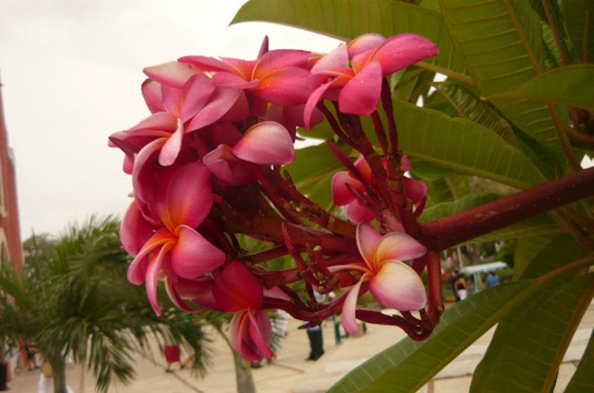 Flor de mayo