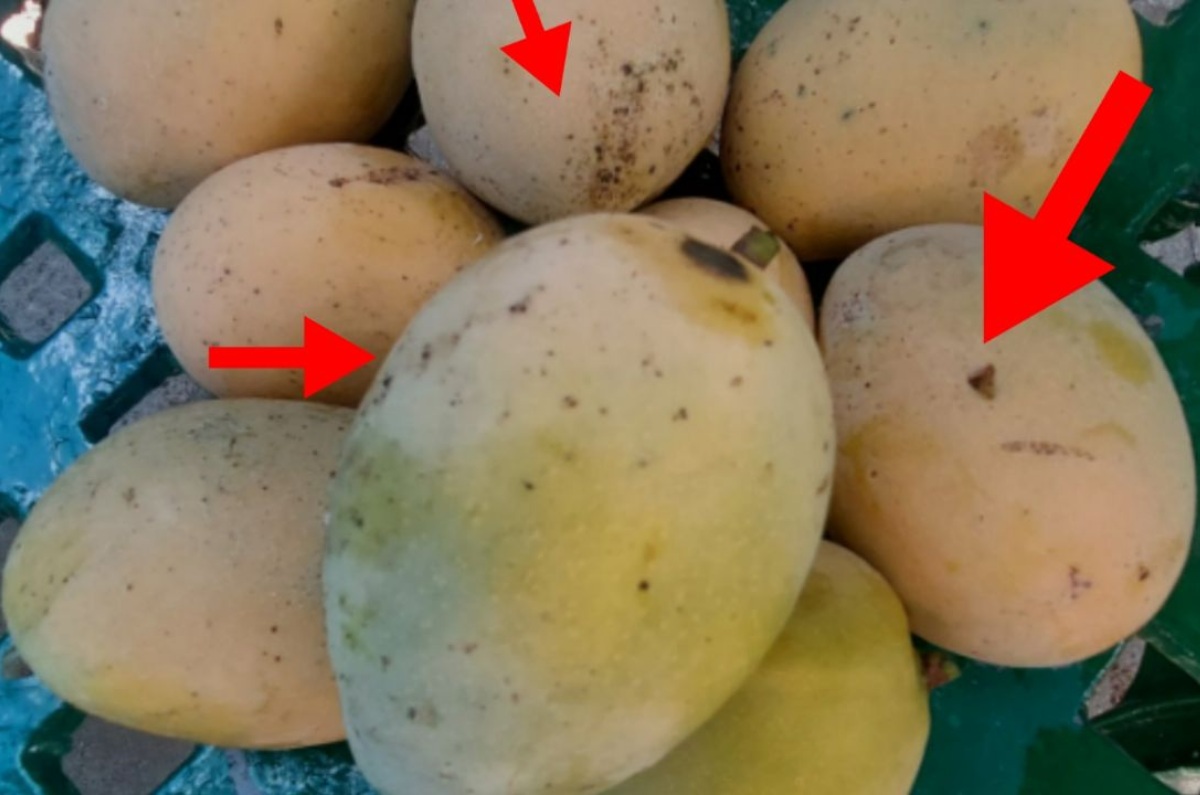 por que aparecen manchas negras de los mangos