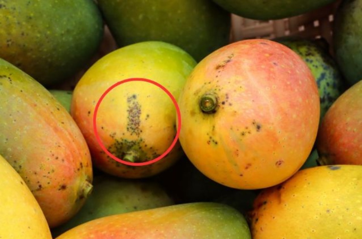 bacteria en las manchas de los mangos