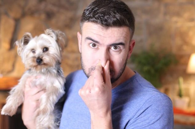 Cómo eliminar el olor a perro de tu casa ¡En 7 sencillos pasos!