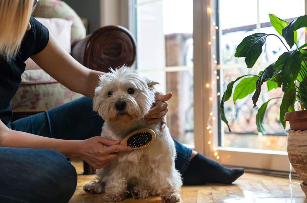 cómo eliminar el olor a perro 