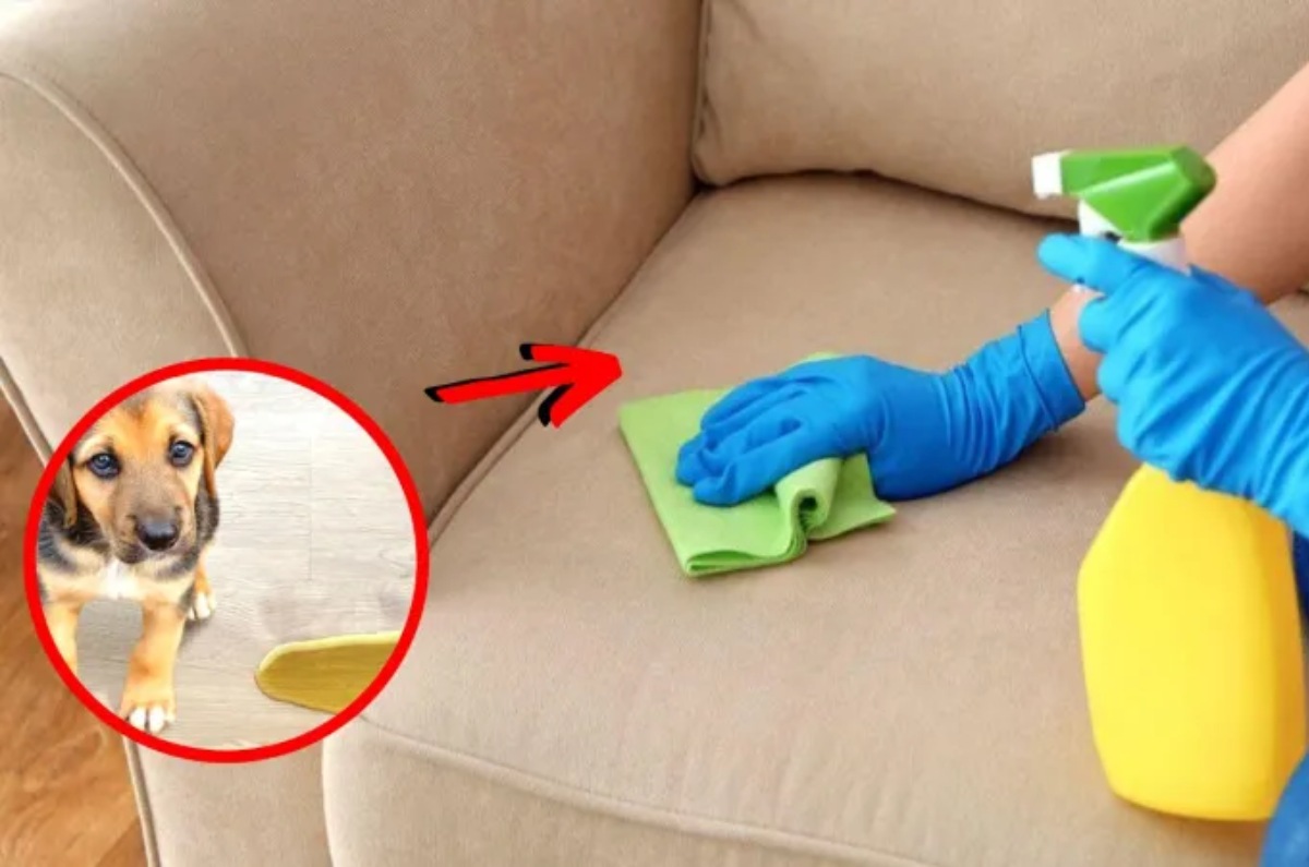 cómo eliminar los malos olores del sillón