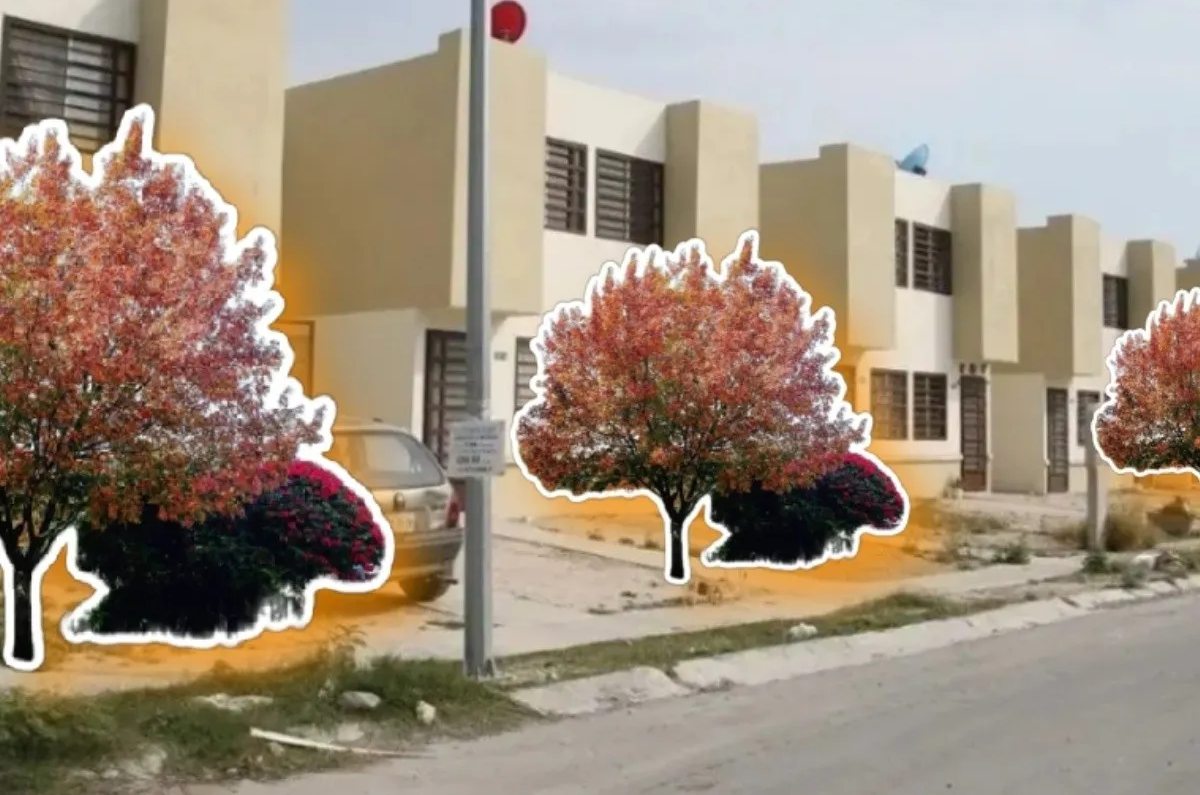 2. Ciruelo (Prunus domestica)