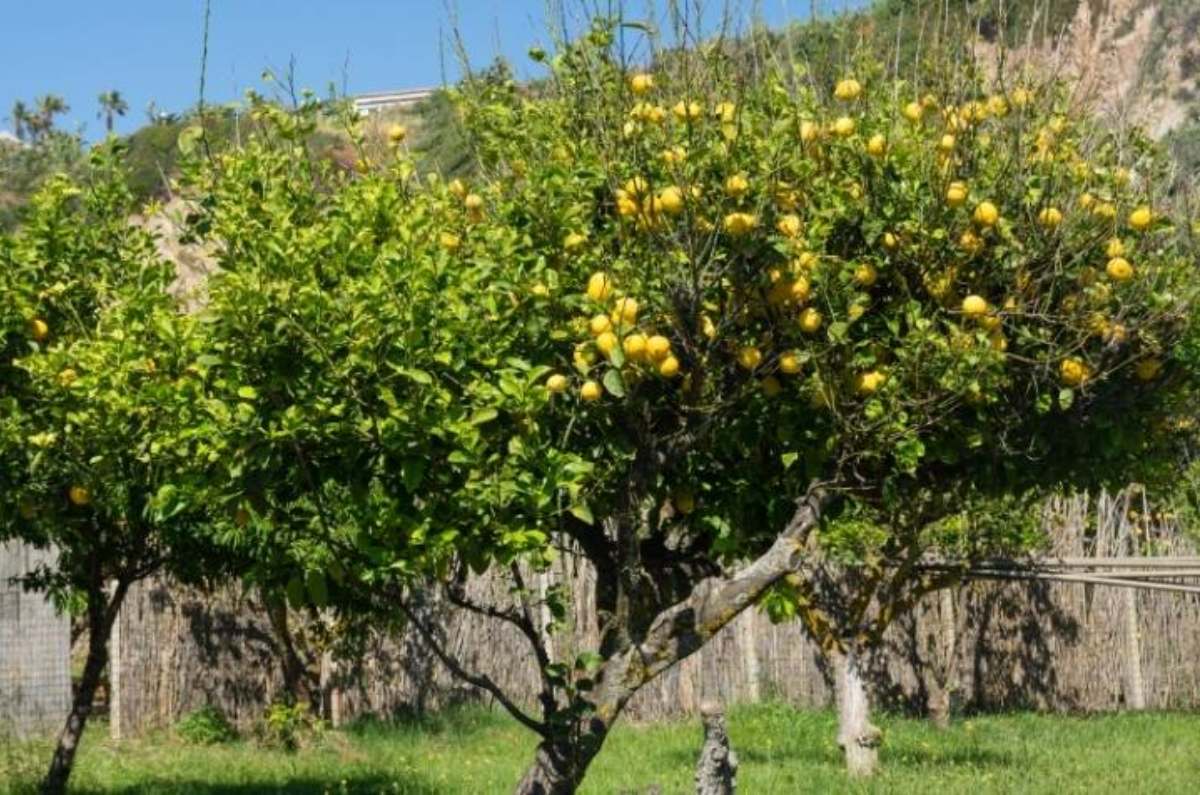 1. Limonero (Citrus limon)