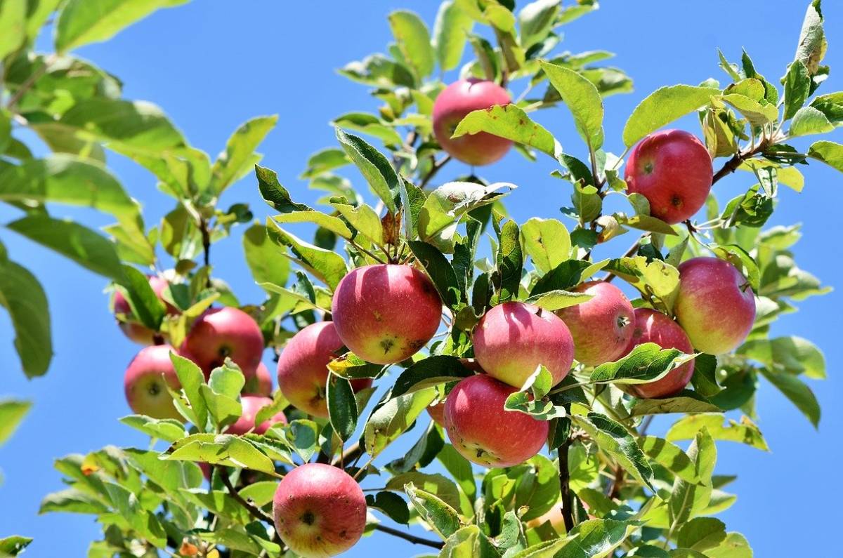 3. Manzano enano (Malus domestica)