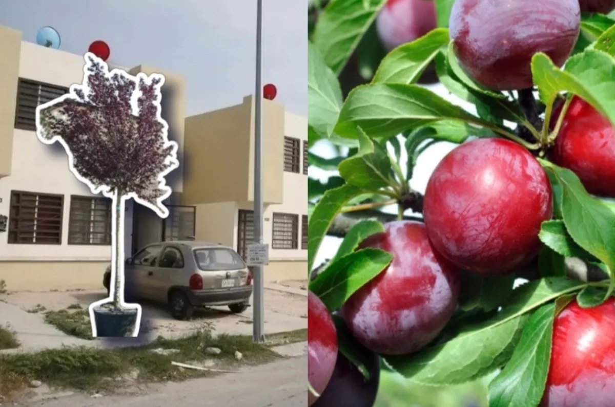Los 3 árboles frutales que no levantan la banqueta y que puedes plantar en tu casa