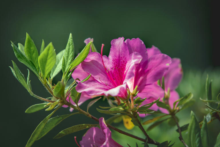 Azaleas