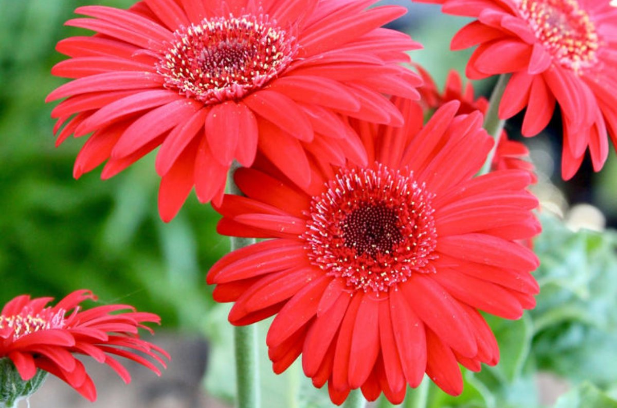Gerberas
