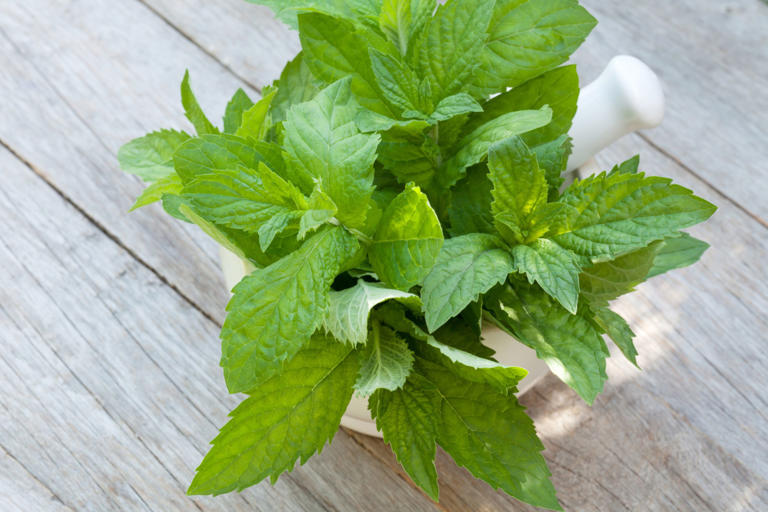 Menta
