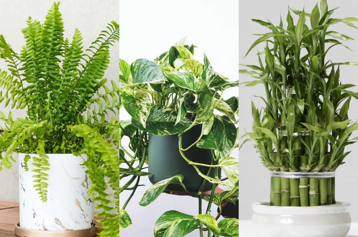 3 plantas que pueden atraer la buena suerte, según el Feng Shui