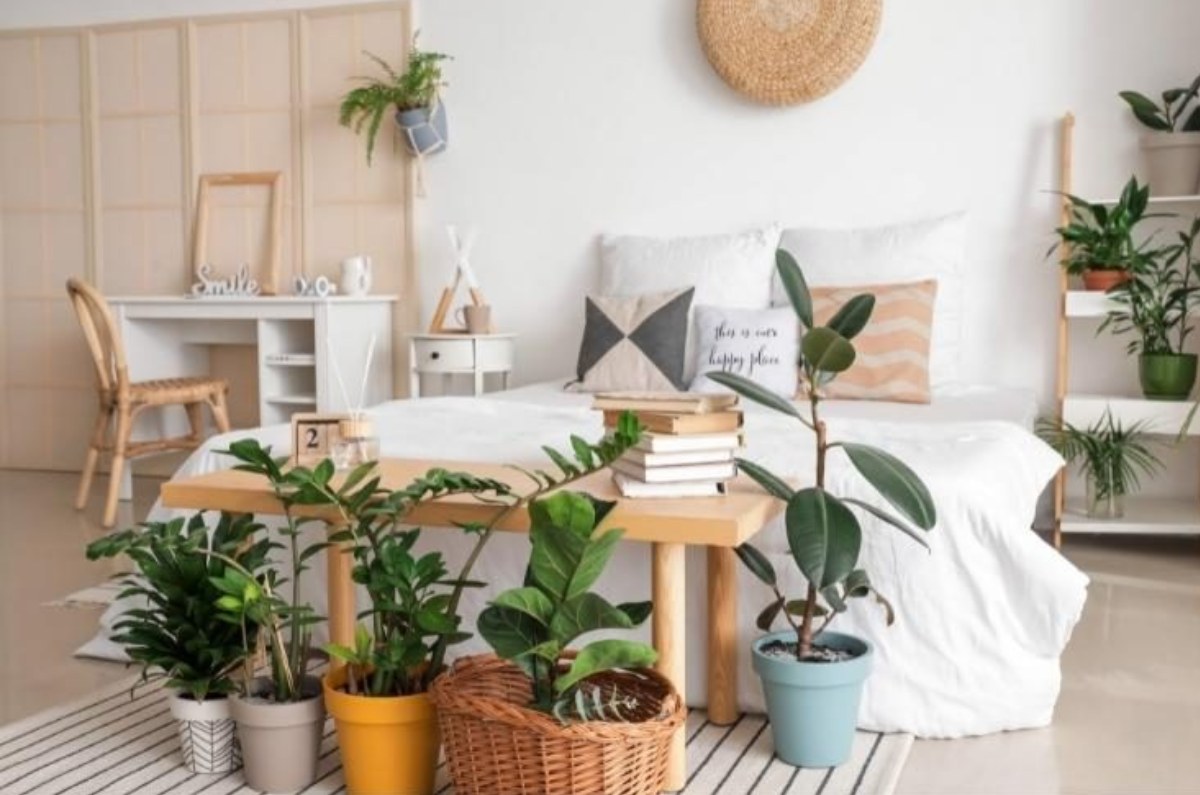 5 plantas que absorben los malos olores de tu habitación y ayudan a dormir bien
