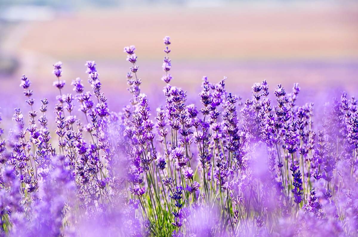 Lavanda