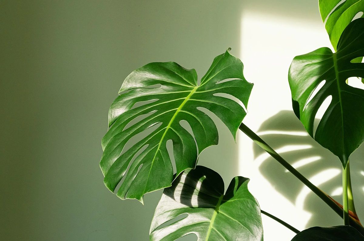 Monstera deliciosa