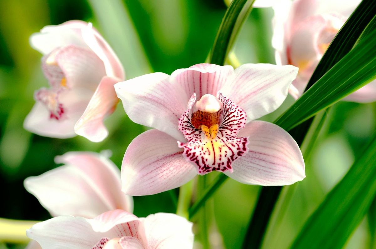 Orquídeas