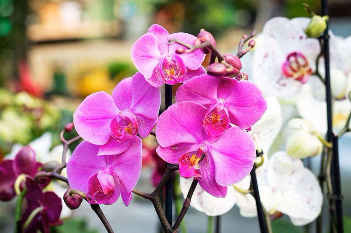 Orquídeas
