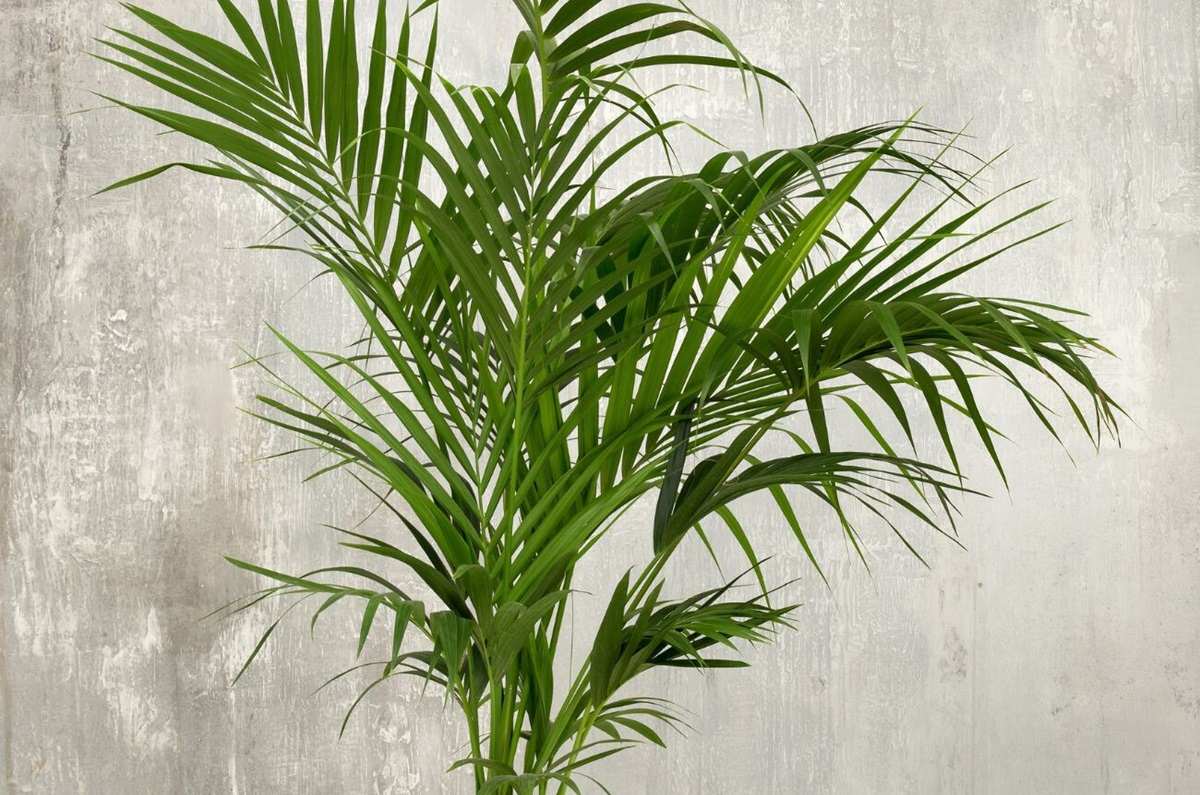 Palmera kentia