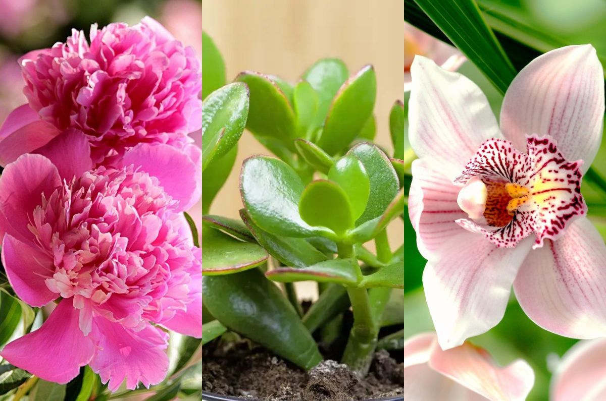 6 hermosas plantas que te ayudarán atraer el amor, según el Feng Shui