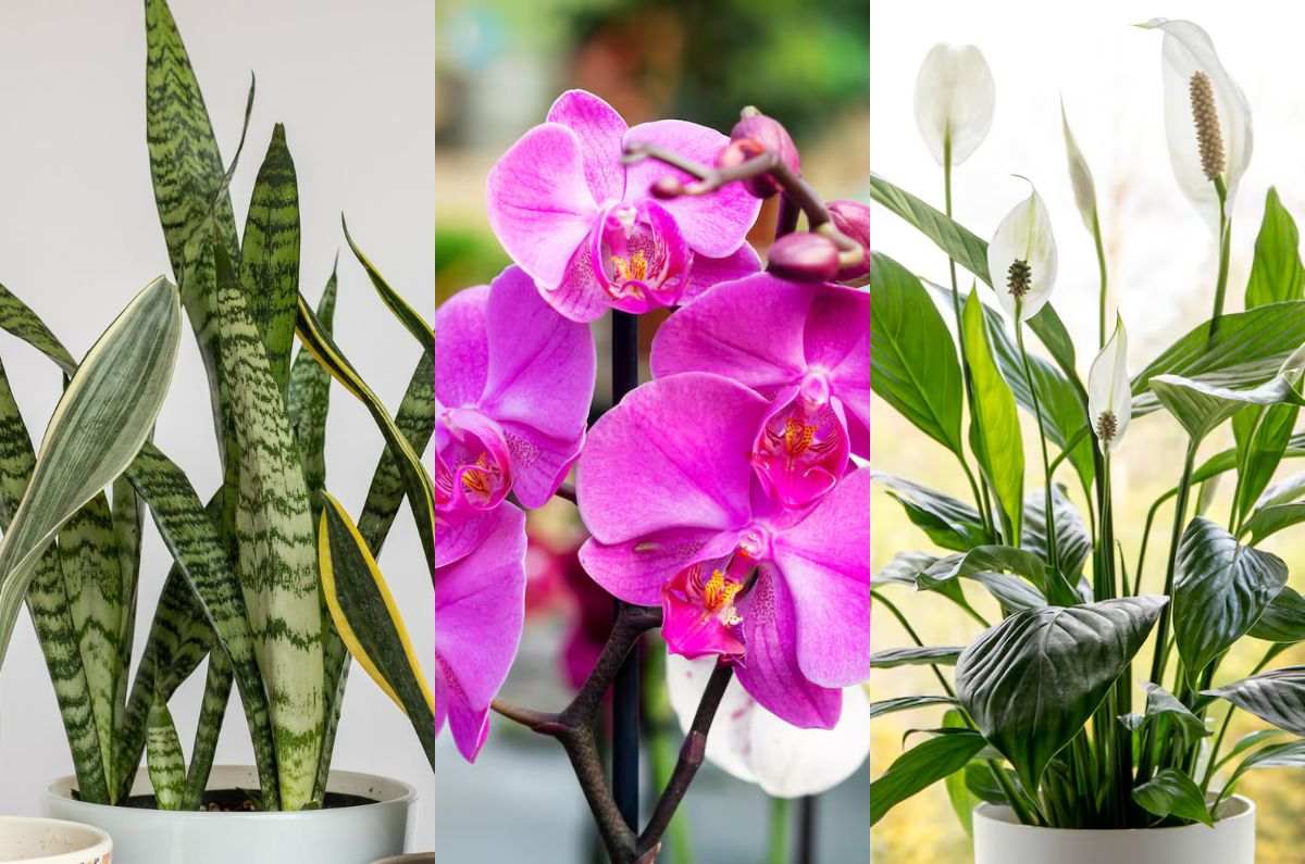 7 hermosas y efectivas plantas que dan oxígeno a tu casa