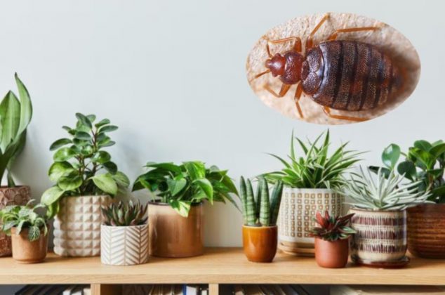 Las 3 plantas aromáticas que sirven para ahuyentar chinches de tu casa