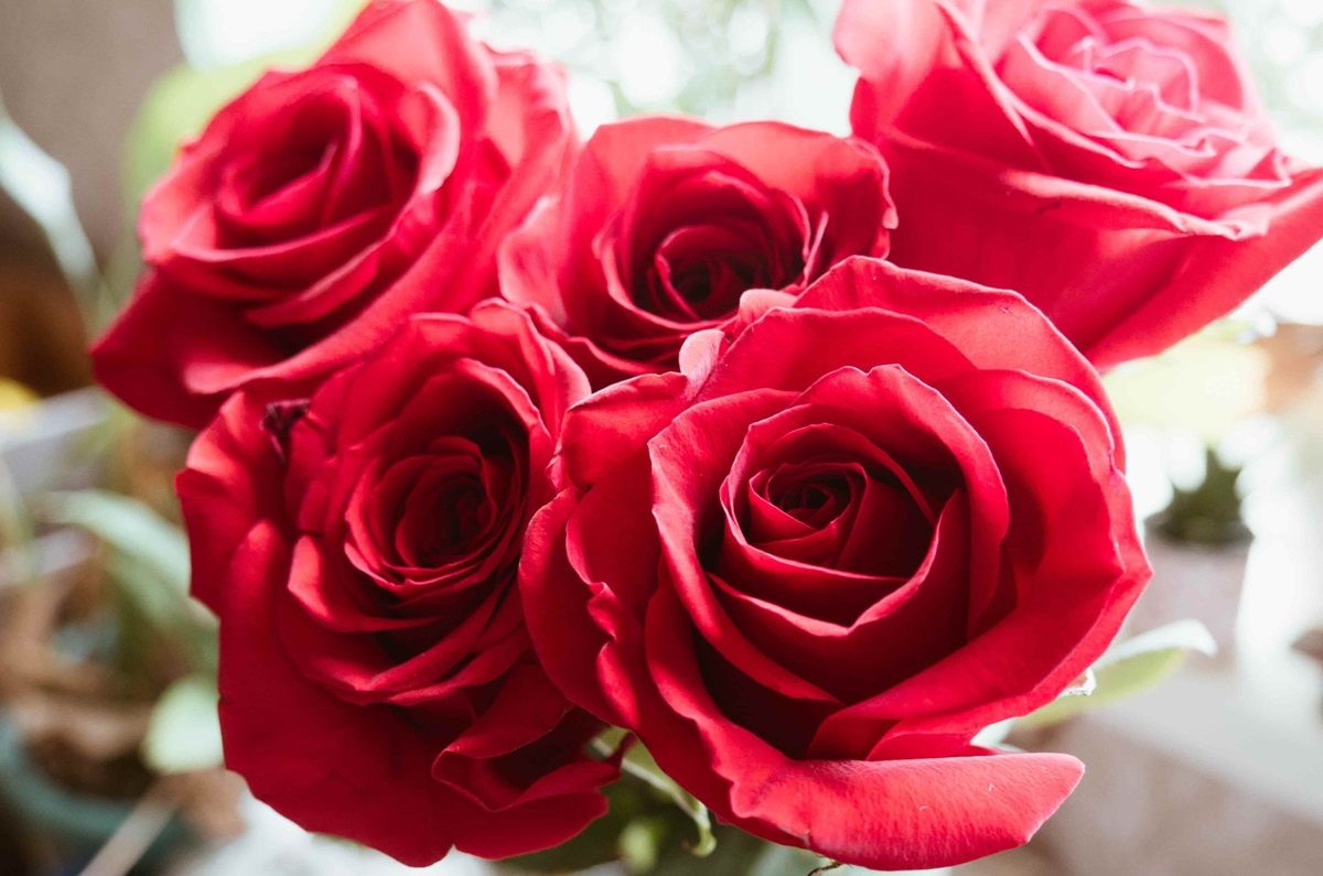 Rosas rojas