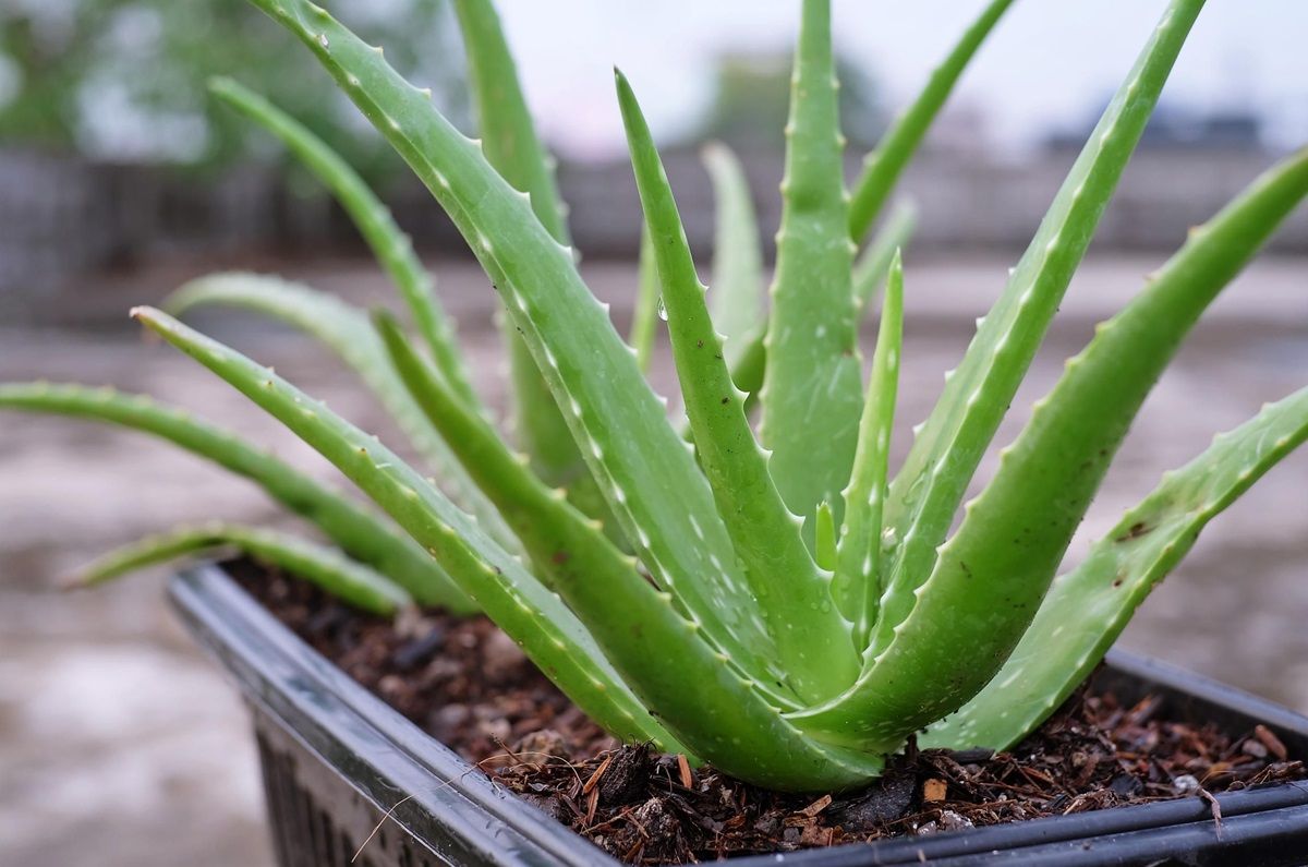 Sábila o Aloe Vera