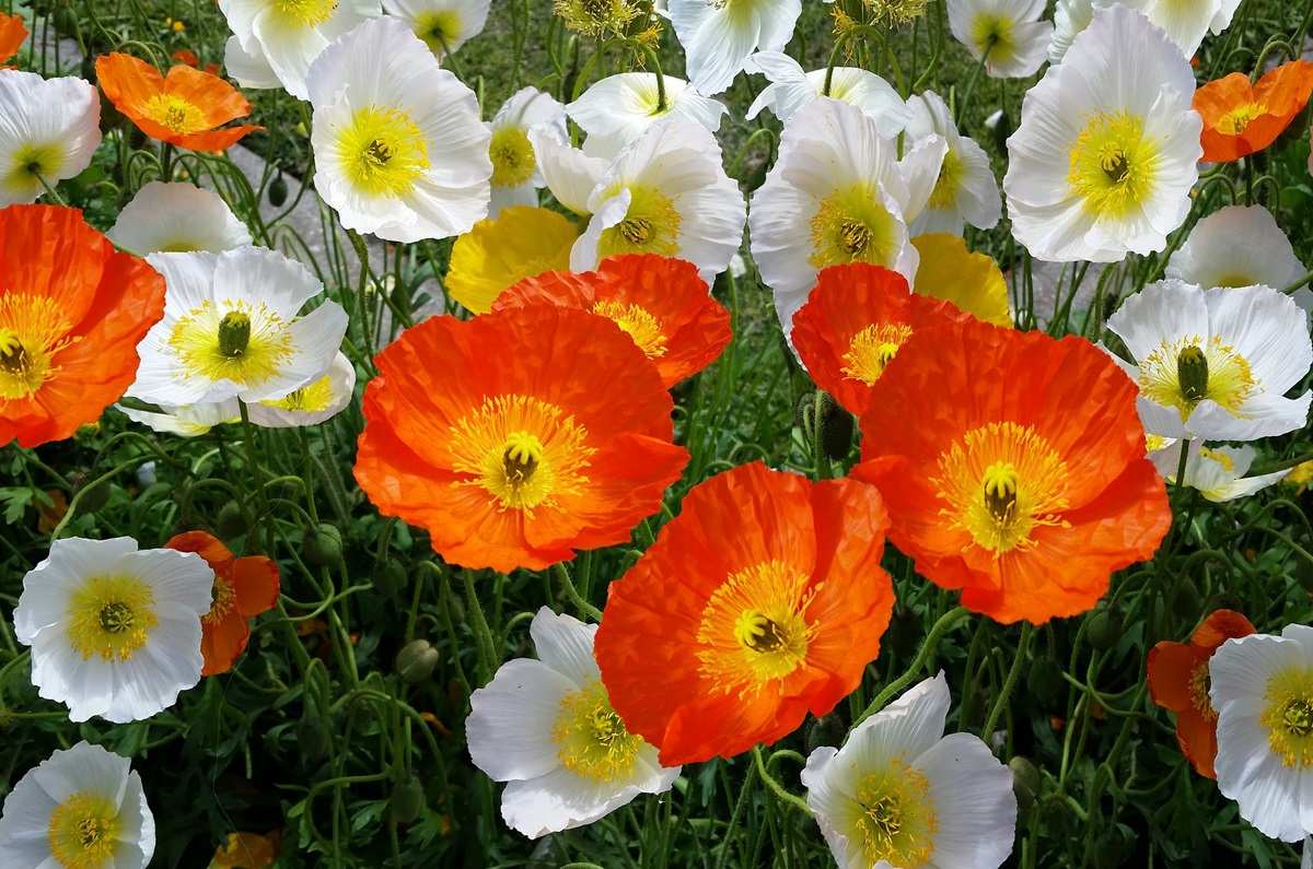 Amapola