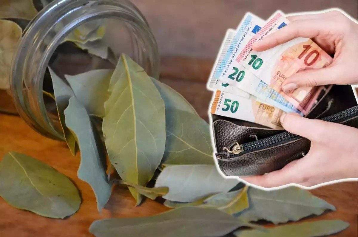 ¿Qué pasa si pongo hoja de laurel en mi billetera?