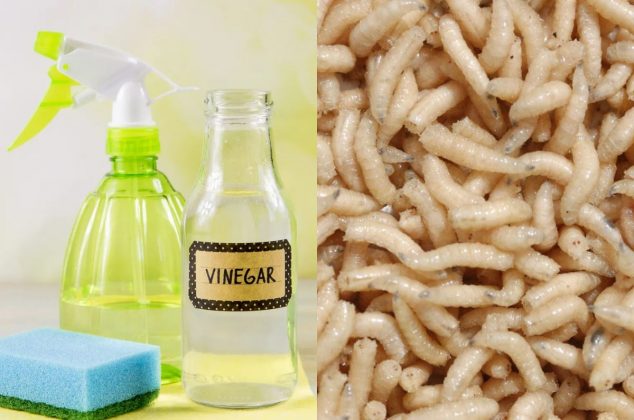 Mezcla casera para eliminar los gusanos blancos de la cocina