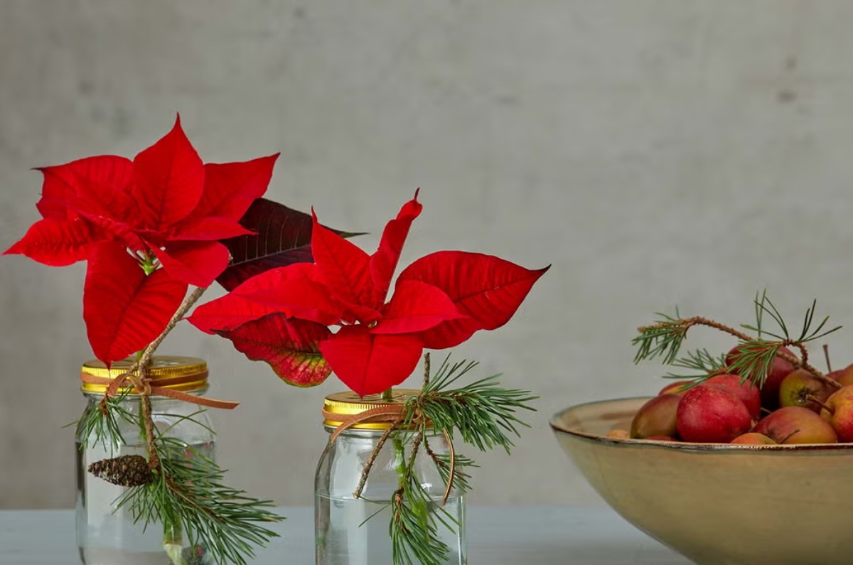flores de nochebuena en la cocina
