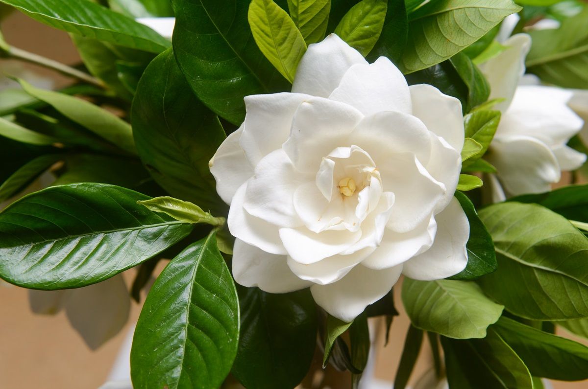 Gardenia