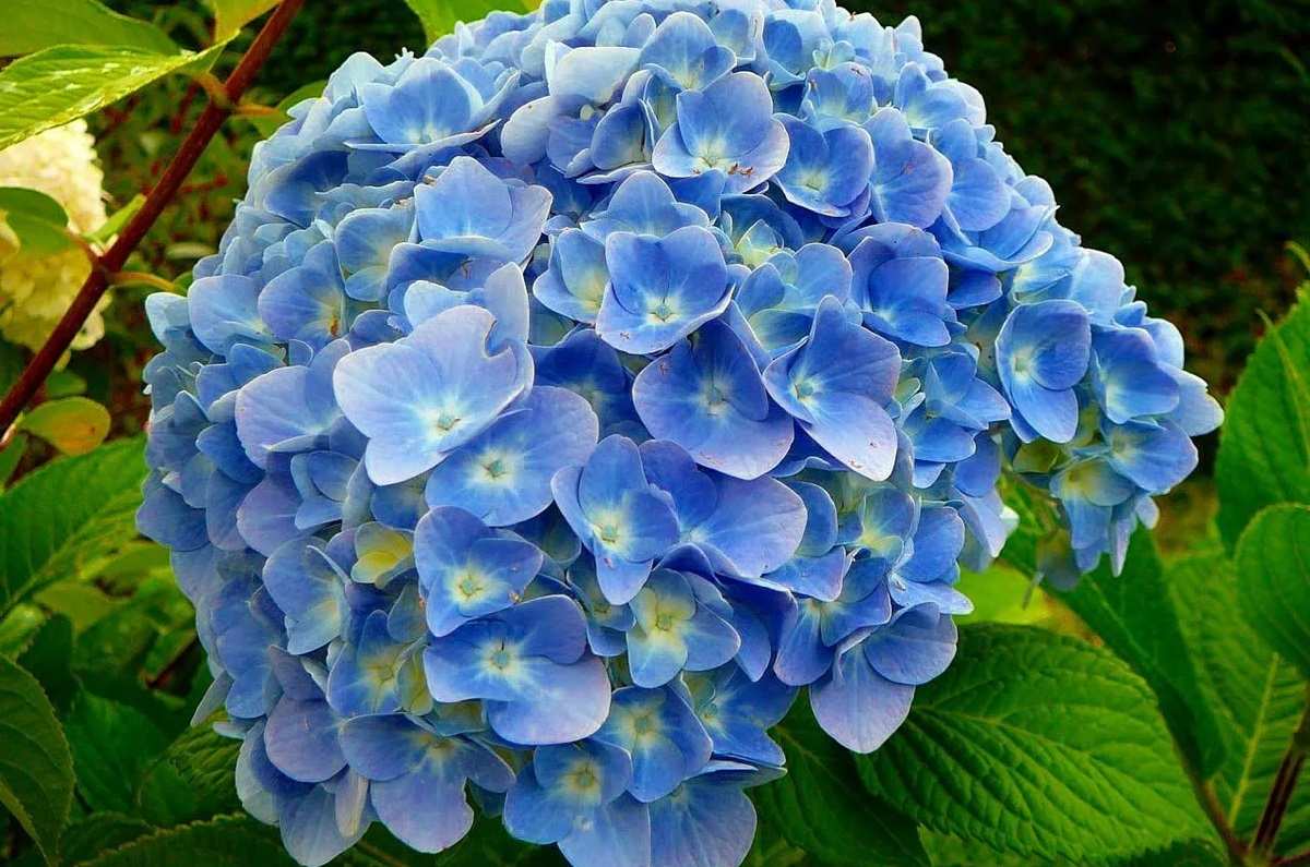 Hortensia