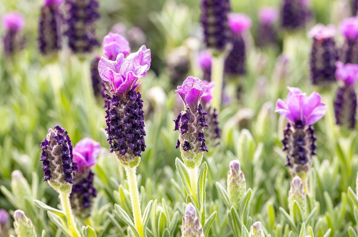 Lavanda