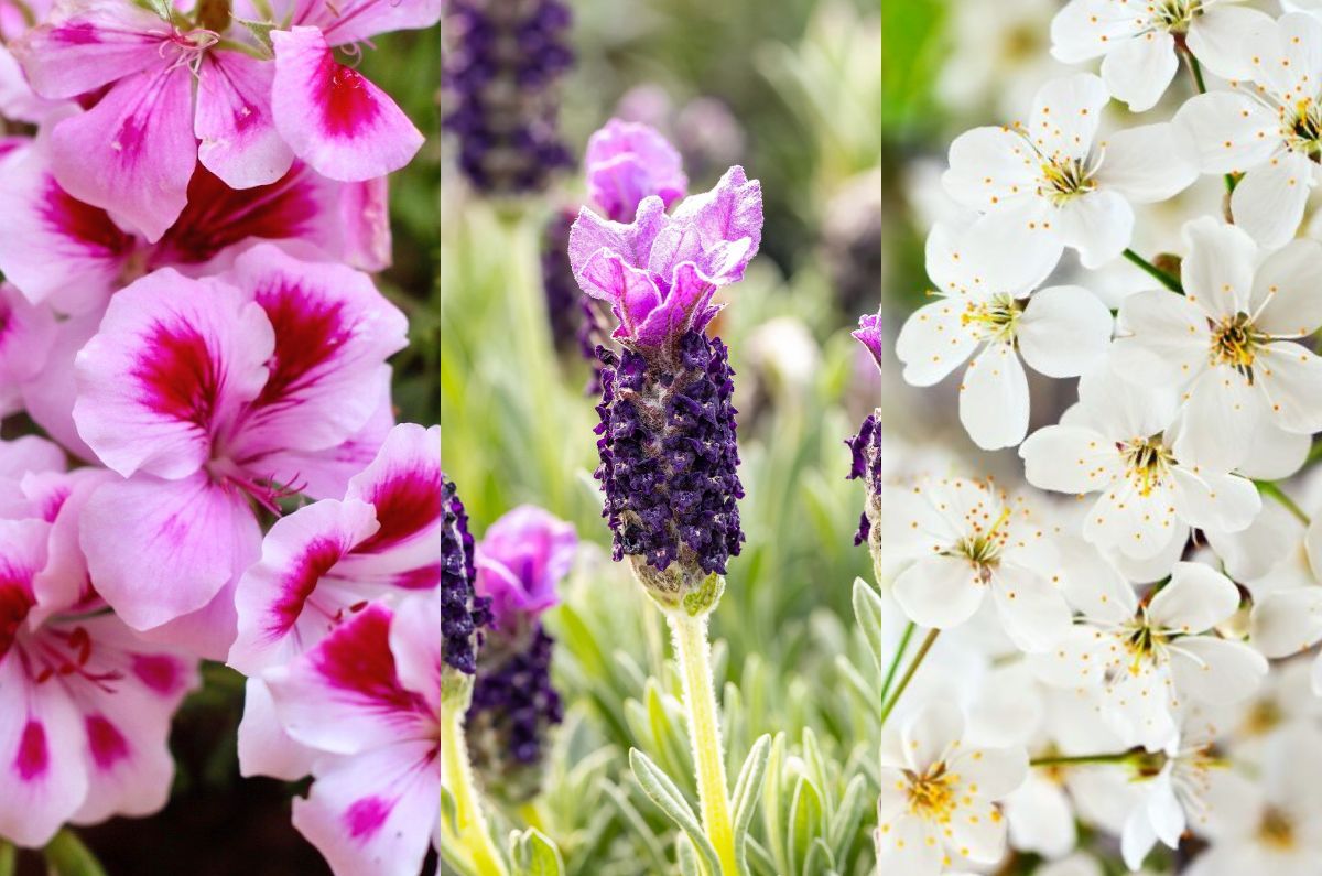 Las 5 plantas que pueden perfumar tu casa de forma natural
