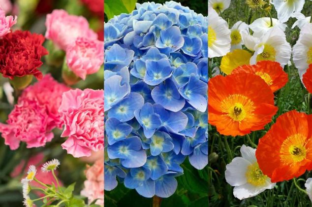 Estas son las 6 plantas que dan mala suerte y debes quitar de tu casa