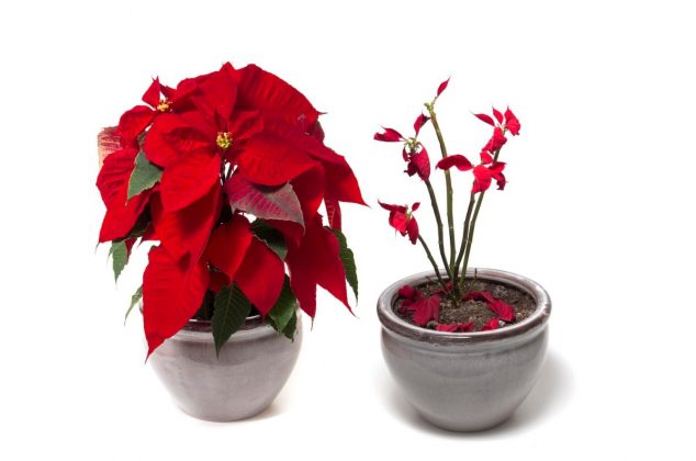 ¿Por qué se caen las hojas de la nochebuena? 3 razones y cómo solucionarlo