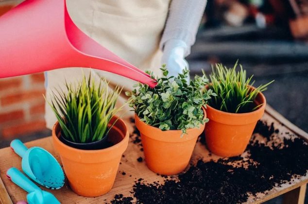 El peor momento para regar las plantas de interior y exterior, según los expertos