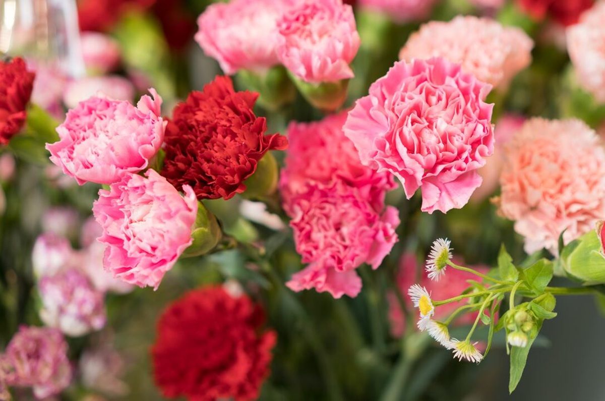 Clavel