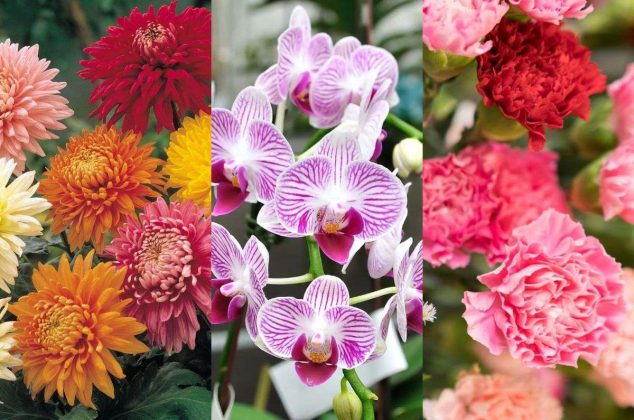 5 hermosas flores que tardan en marchitarse y son perfectas para tu casa