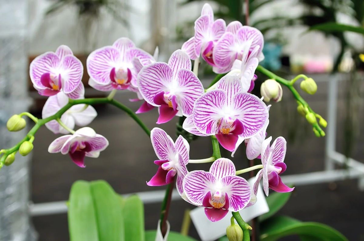 Orquídeas