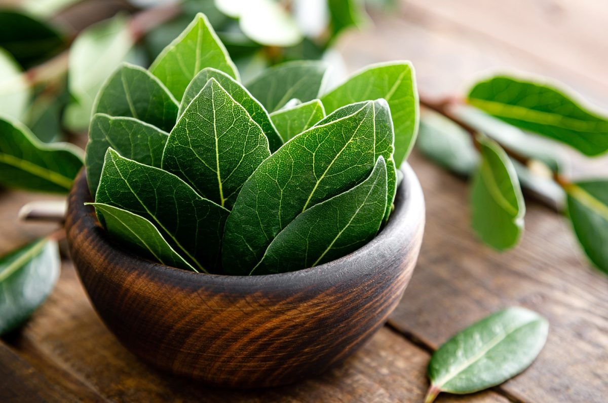 5 razones poderosas para colocar hojas de laurel en el buró de tu cama