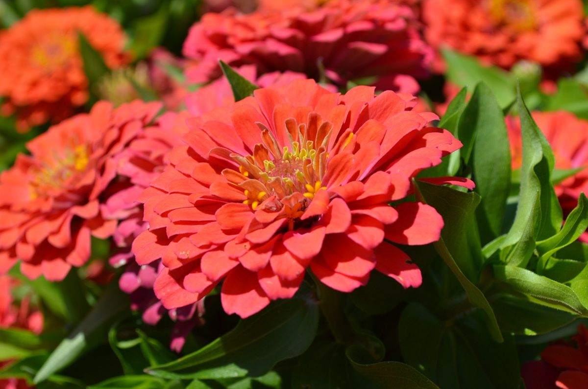 Zinnia