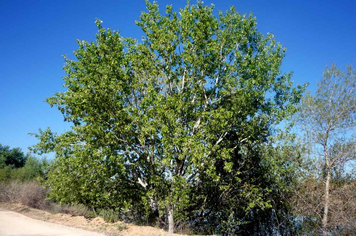 Álamo (Populus)