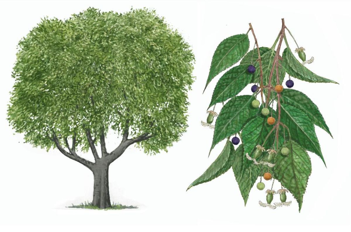 Almez (Celtis australis)