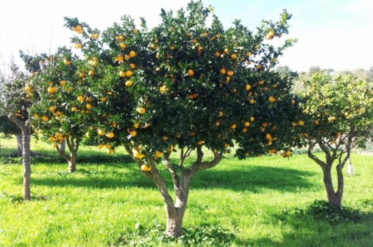 Naranjo (Citrus sinensis)