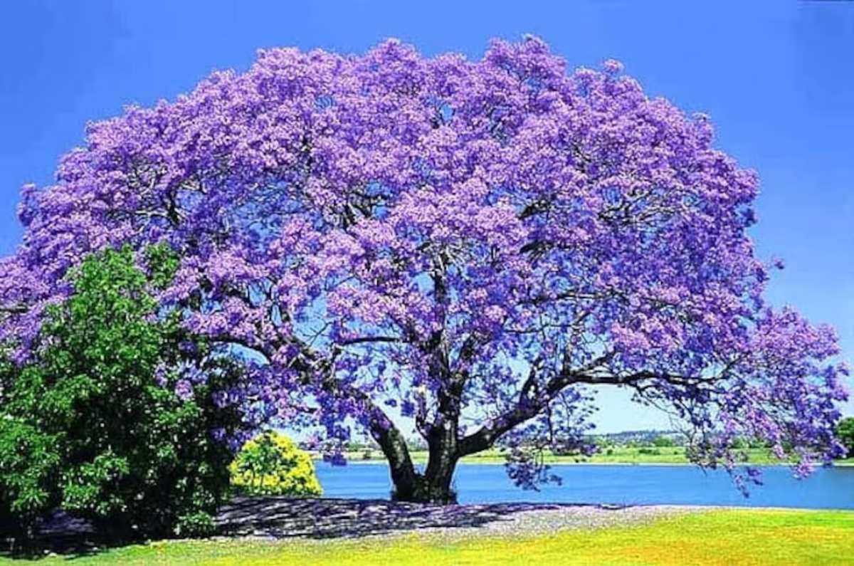 Paulownia (Paulownia tomentosa)