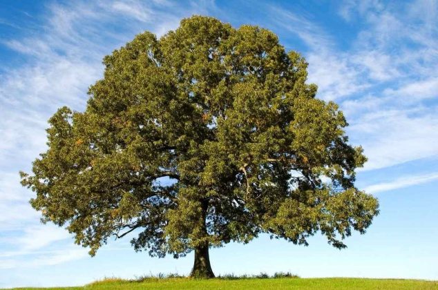 El árbol perfecto para tu casa: da mucha sombra y no daña las banquetas